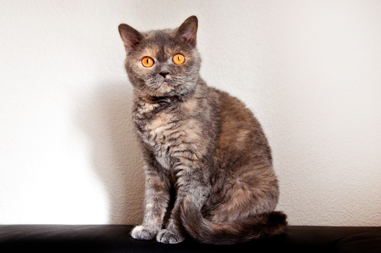 Selkirk Rex