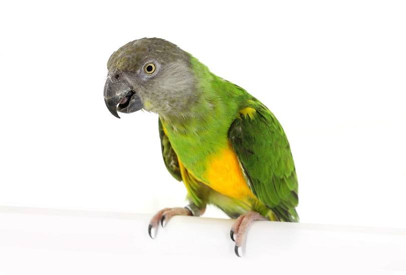 Senegal Parrots-pixabay