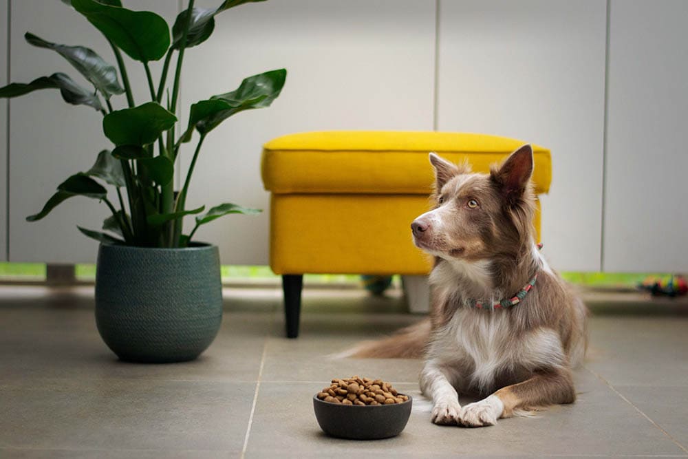 Senior dog eating dog food