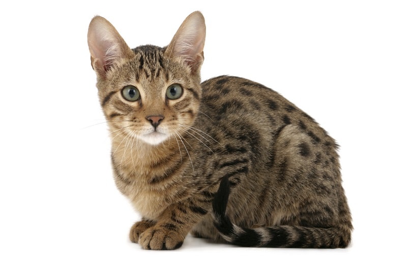 Serengeti kitten sitting