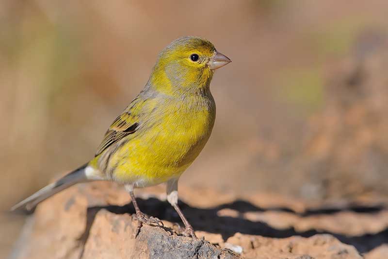Serinus canaria on the rock