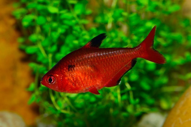 Serpae Tetra