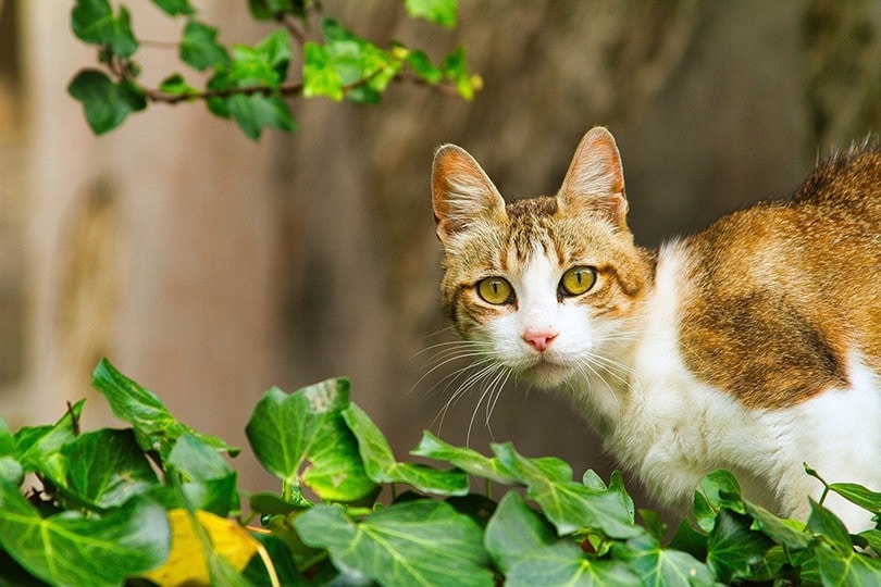 Serrade Petit cat outdoor
