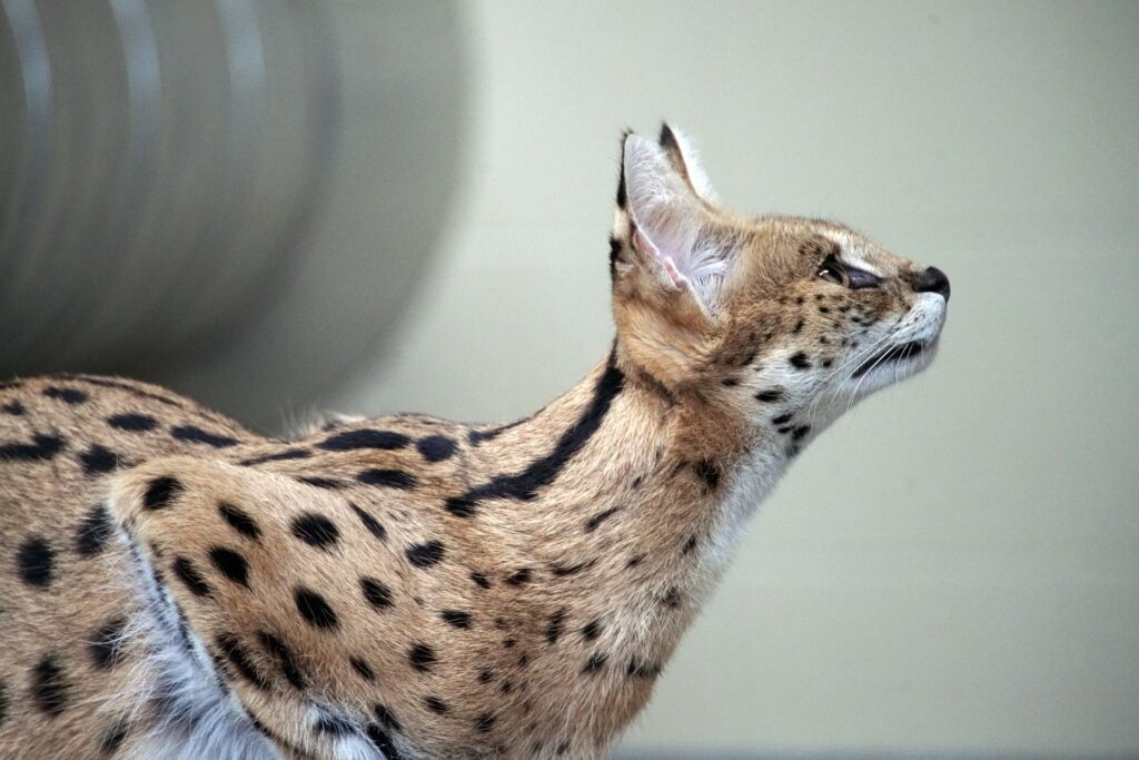 Serval Cat side view_Pixabay