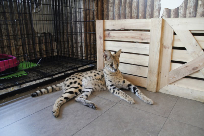 Serval cat lying on a tiled floor
