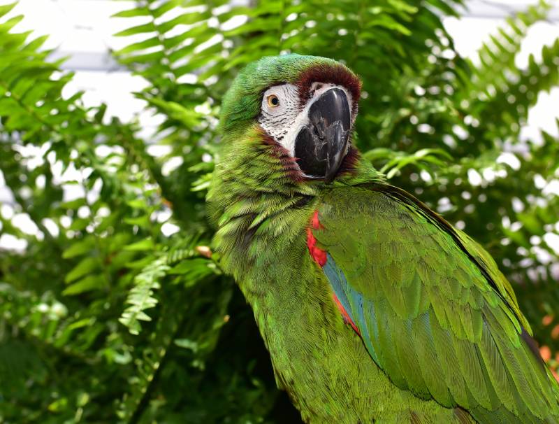 Severe Macaw Parrot
