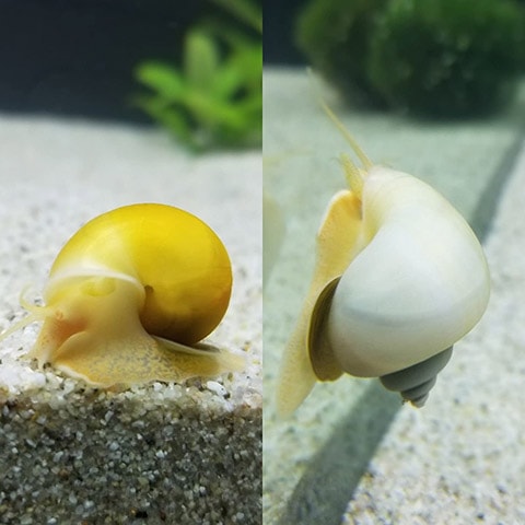 Shango & Ochun Botanica Mystery Snail Package with Food Sample