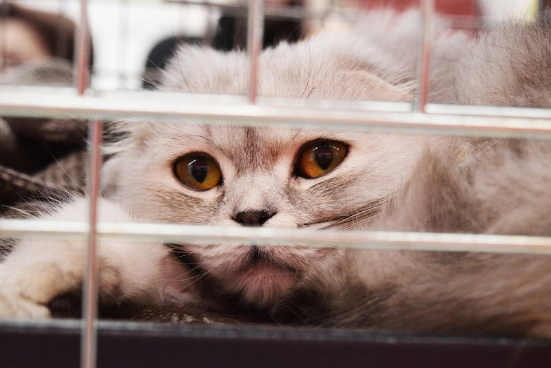 Shelter cat
