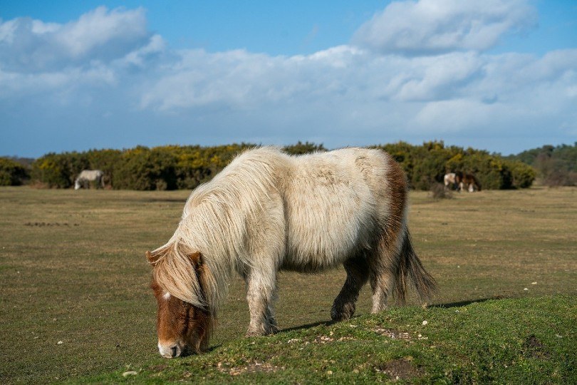 Shetland Pony in the field