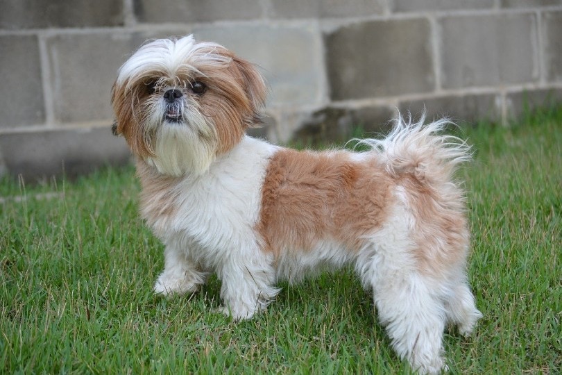Shih Tzu_carlosleucipo, Pixabay