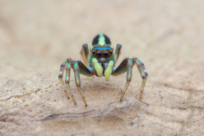 Shiny Jumping Spider