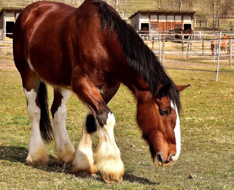 Shire Horse_Alexas_Fotos, Pixabay