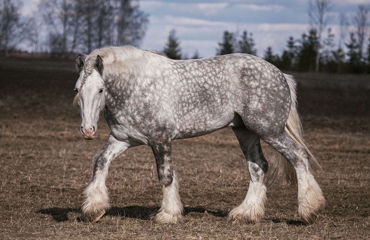 Shire horse
