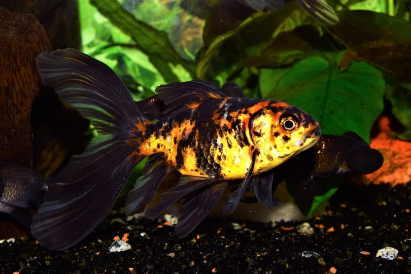 Shubunkin goldfish swimming