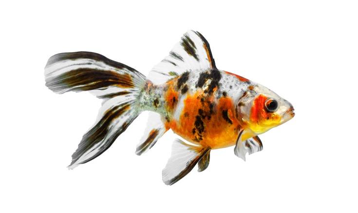 Shubunkin goldfish_Noheaphotos, Shutterstock