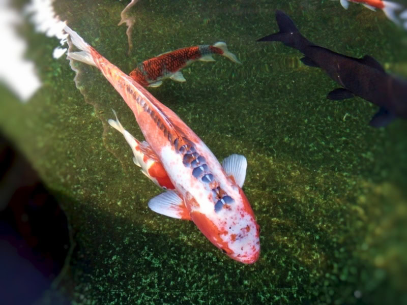 Shusui koi fish in the water