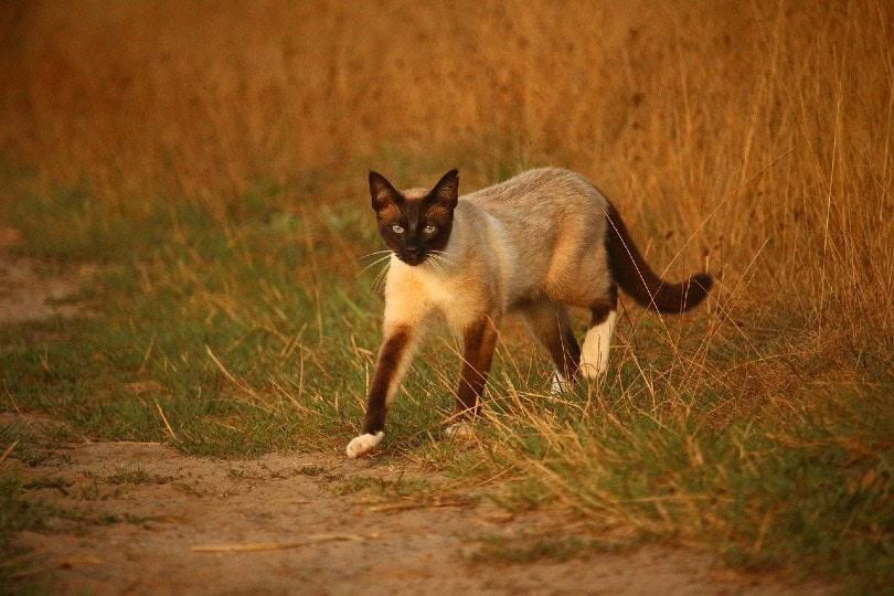 Siamese
