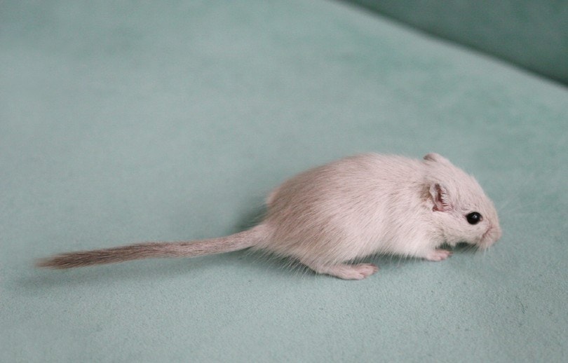 Siamese Gerbil
