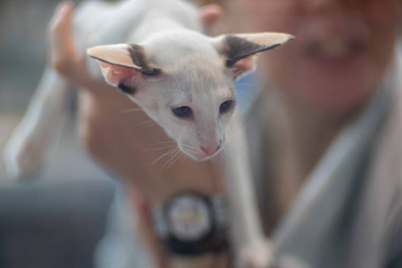 Siamese cat