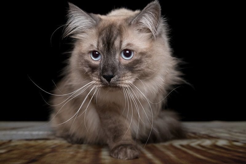 Siberian