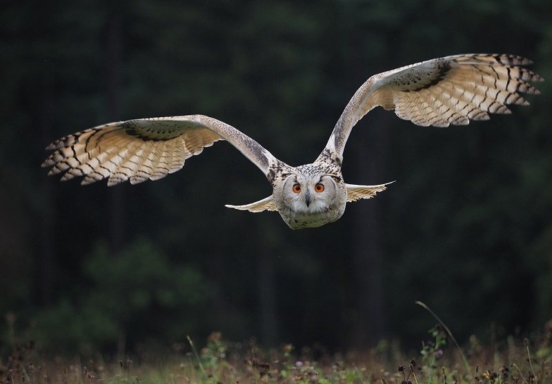 Owl flyling_ElvisCZ, Pixabay