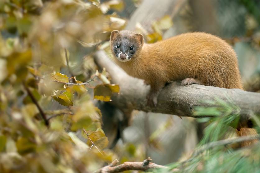Siberian Weasel