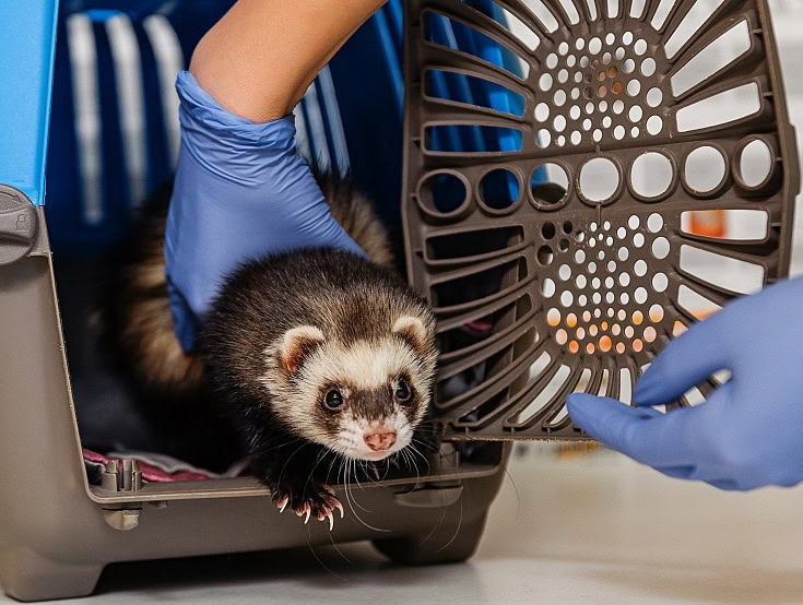 Sick Ferret