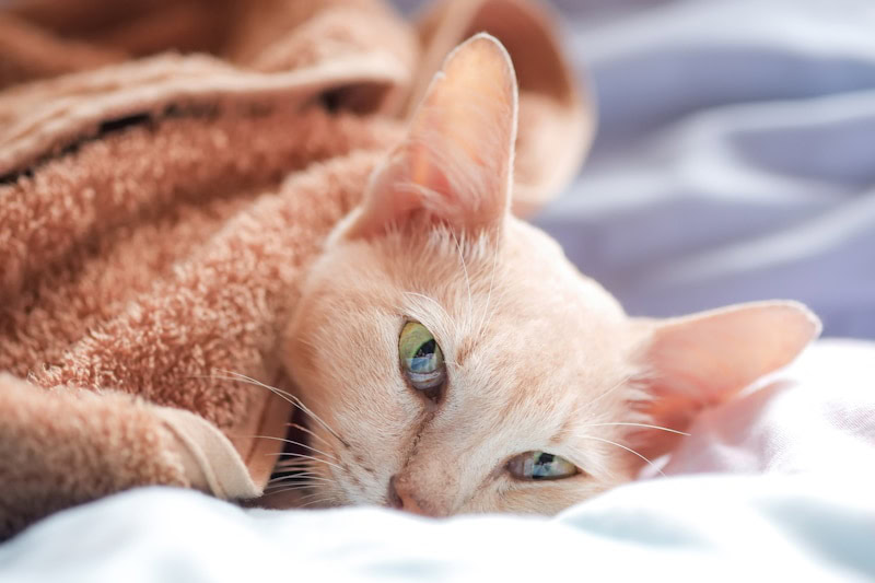 Sick cat covered in towel