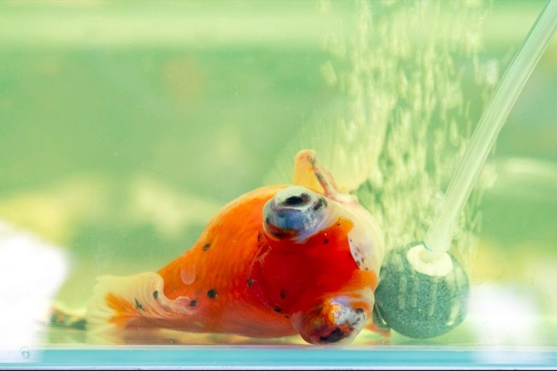 Sick goldfish lying in the bottom