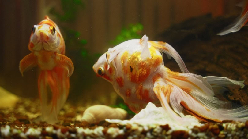 sick goldfish swims upside down in the aquarium
