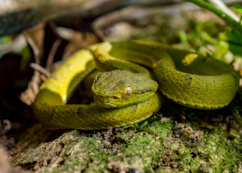 Side-striped Palm Pit Viper