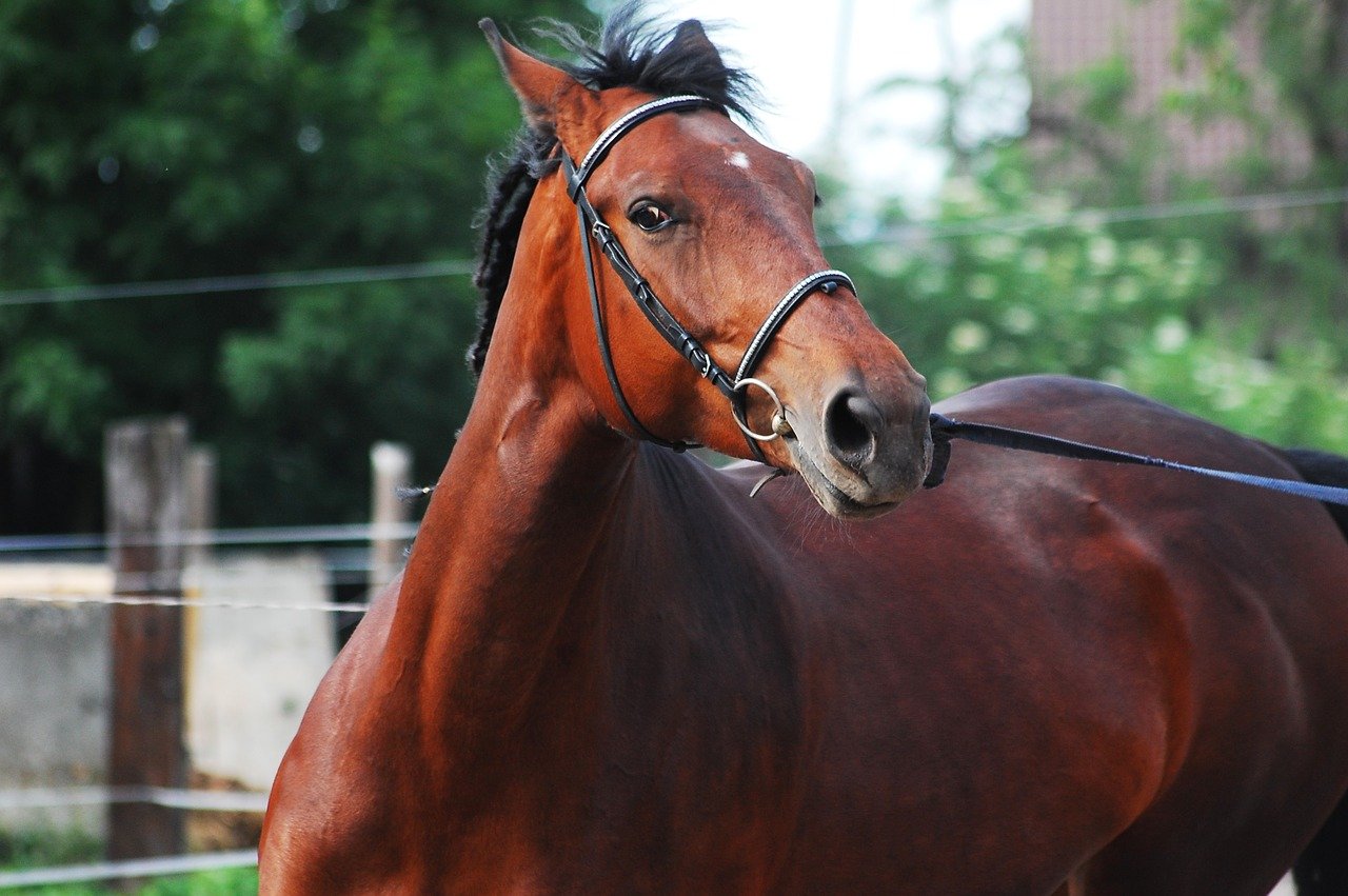 Silesian horse