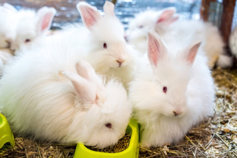 Silky Angora rabbits eating rabbit food