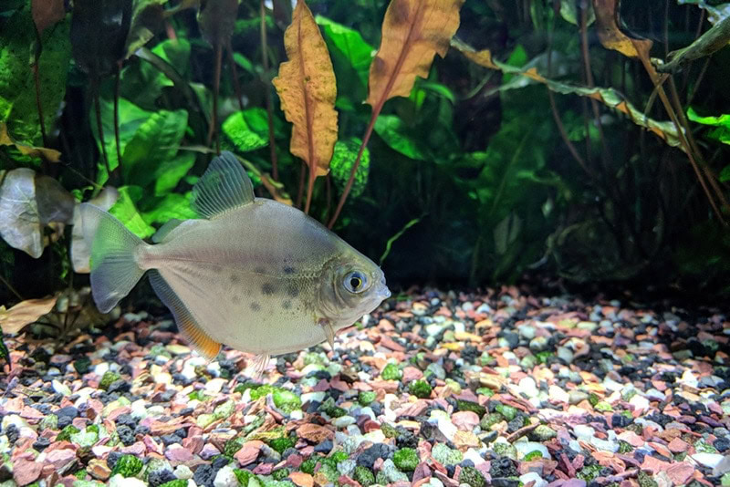 Silver Dollar fish inside the aquarium