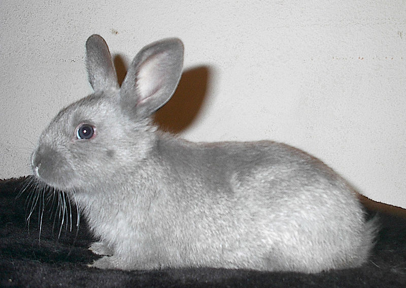Silver Fox