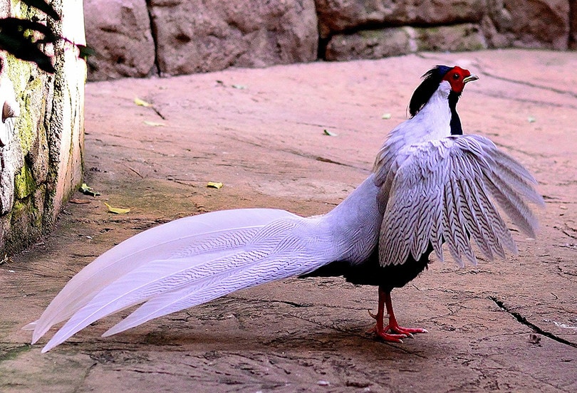 Silver Pheasants