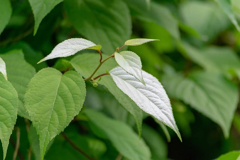 Silvervine janapese catnip