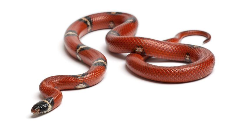 Sinaloan milk snake