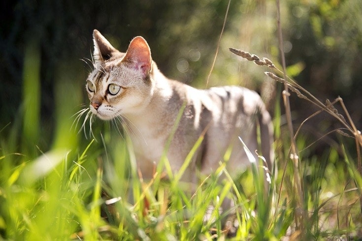 Singapura-cat_Shutterstock_jojosmb
