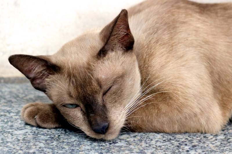 Sleeping cat