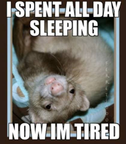 Sleeping the Day Away