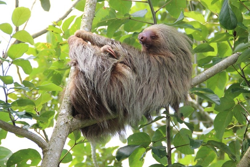 Sloth hanging on tree