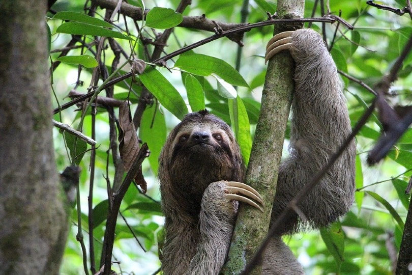 Sloth on tree