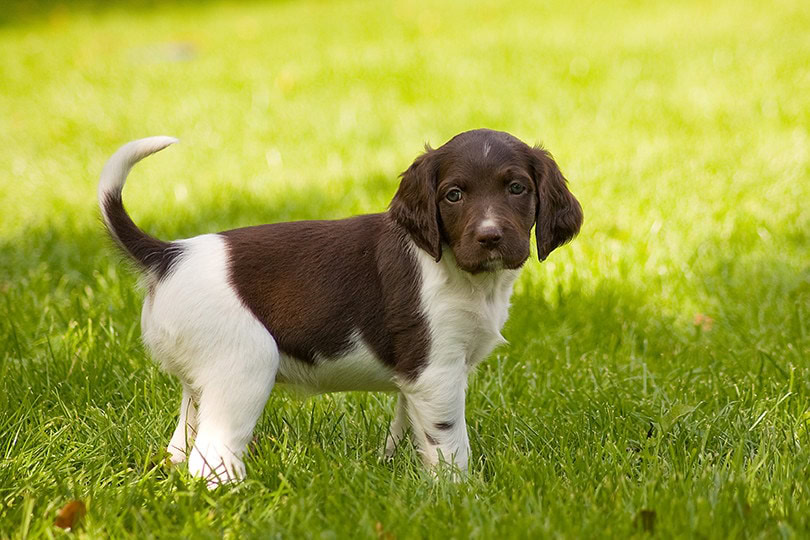 Small Munsterlander