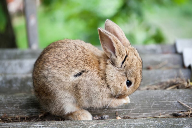 Small cute rabbit cleaning face