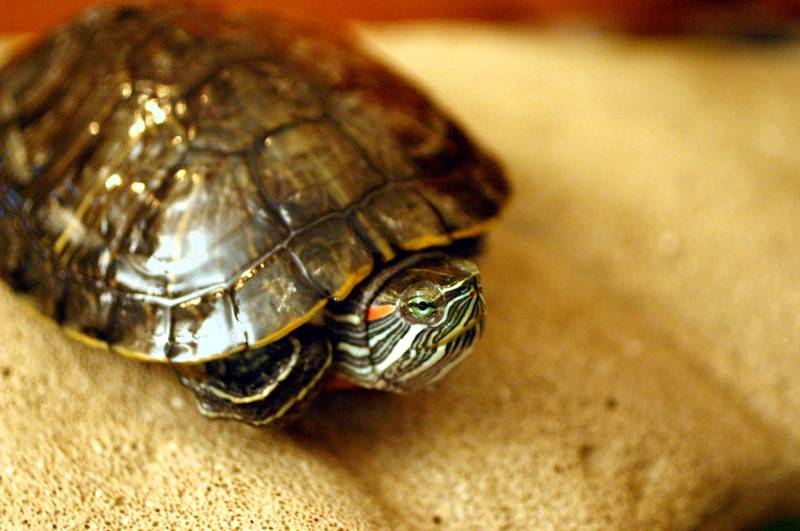 Small turtle