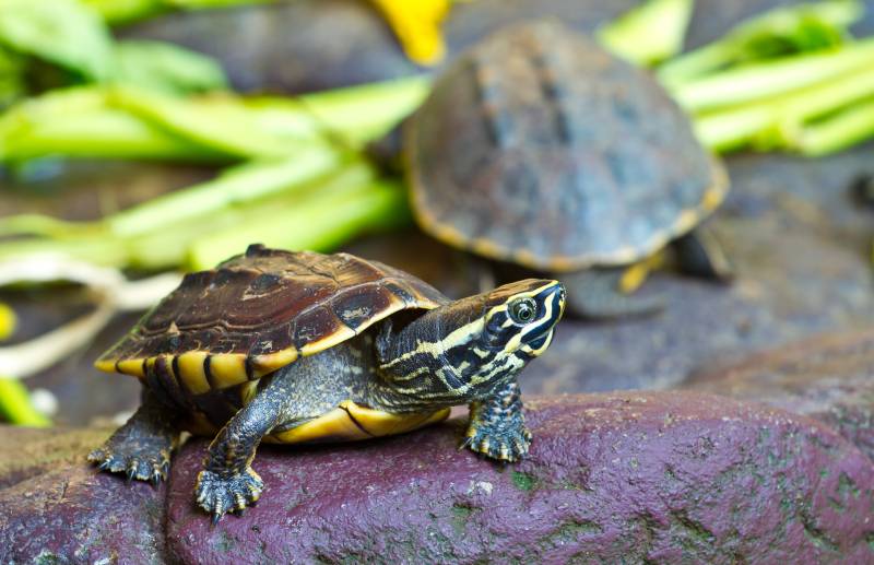 Small turtles in the garden