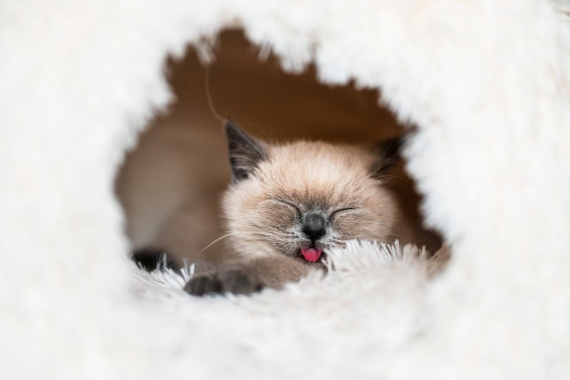 Smiling cat