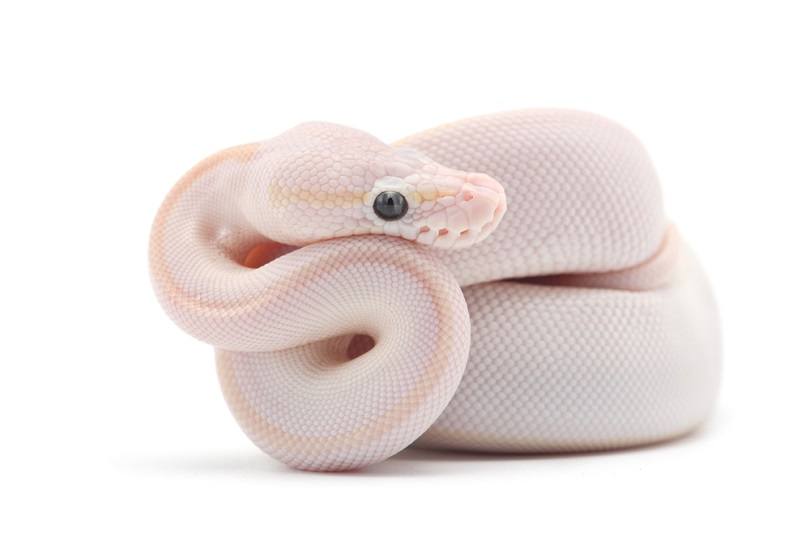 Snake Ball python_PetlinDmitry_shutterstock