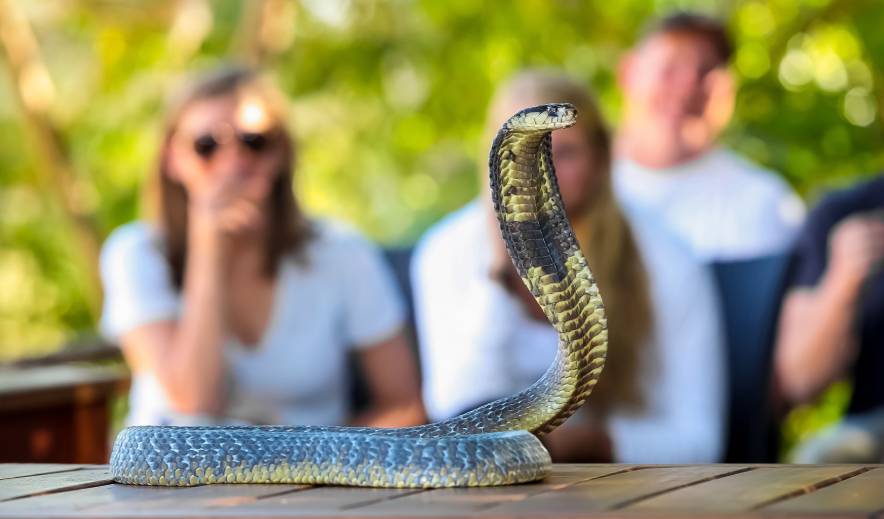 Snake Trained_ Light and Vision_Shutterstock